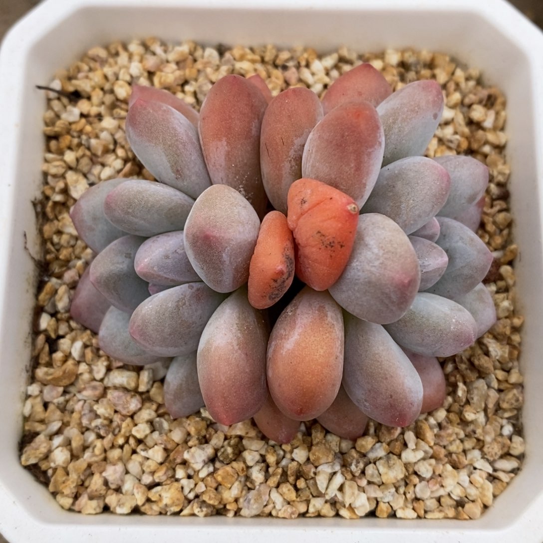 健健康康快快乐乐多肉满38包邮-