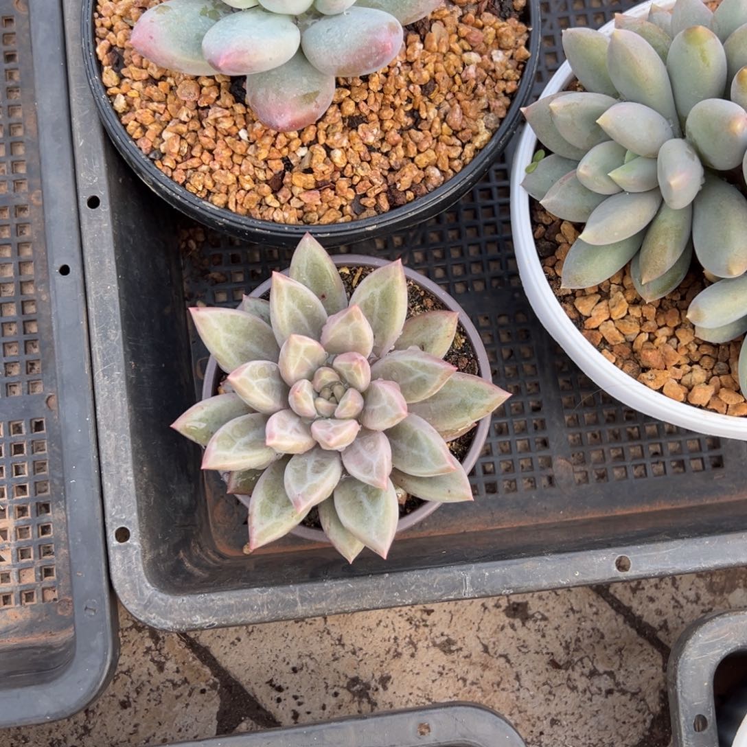 南***意南风25。           