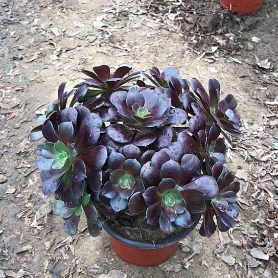 欧紫玫瑰法师00000004