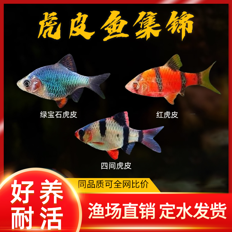 虎皮鱼合辑混养热带淡水鱼好养耐活群游观赏鱼红纹
