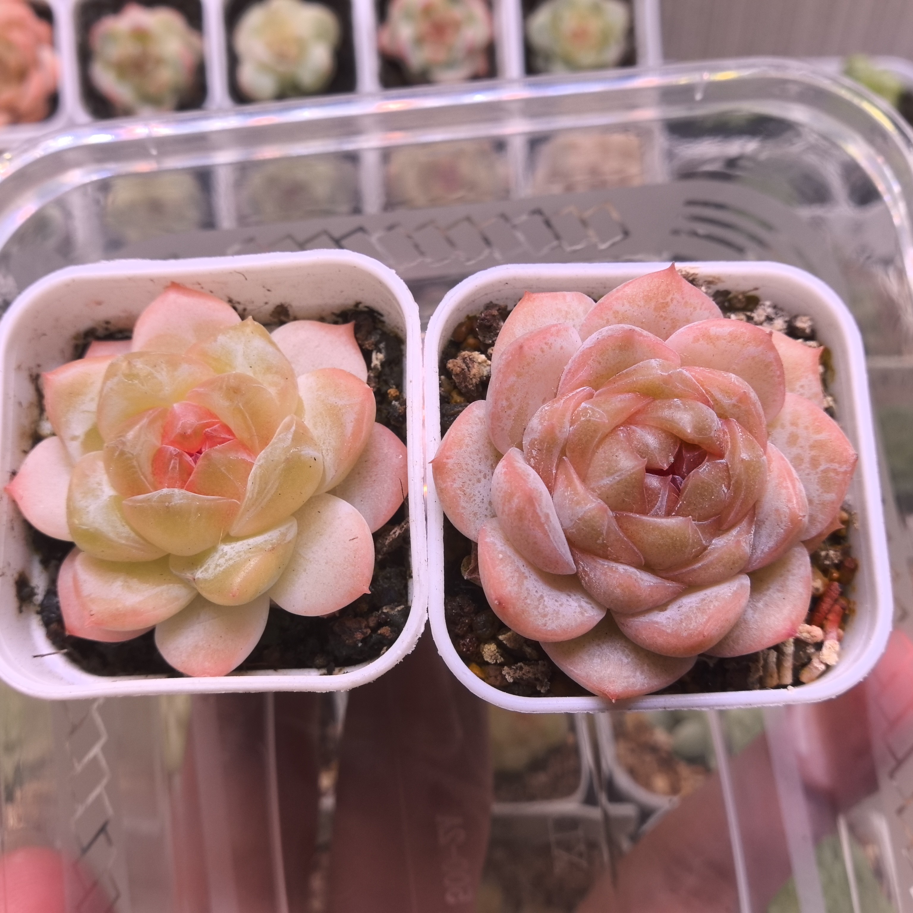 糖心多肉一物一拍