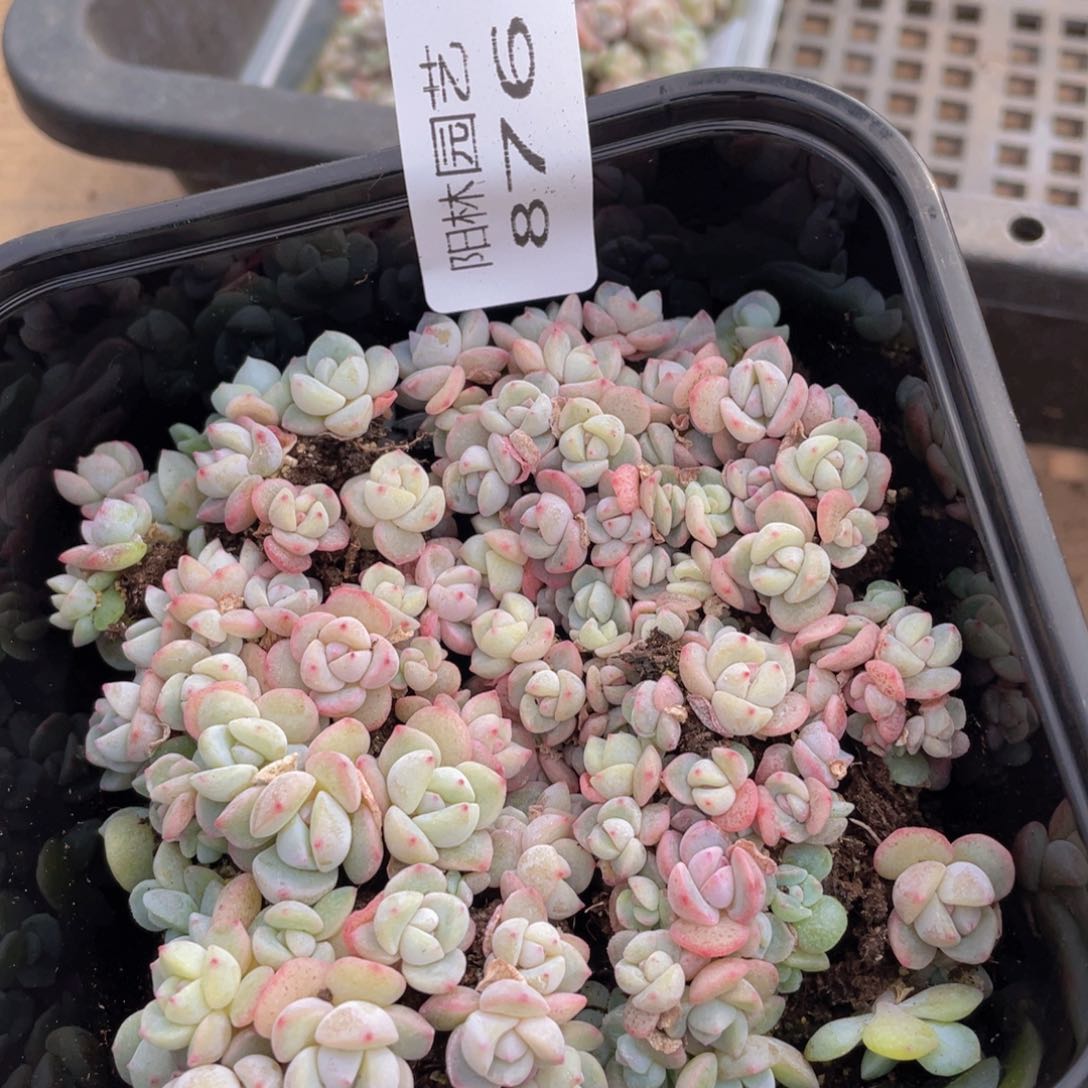 多肉植物多肉植物876