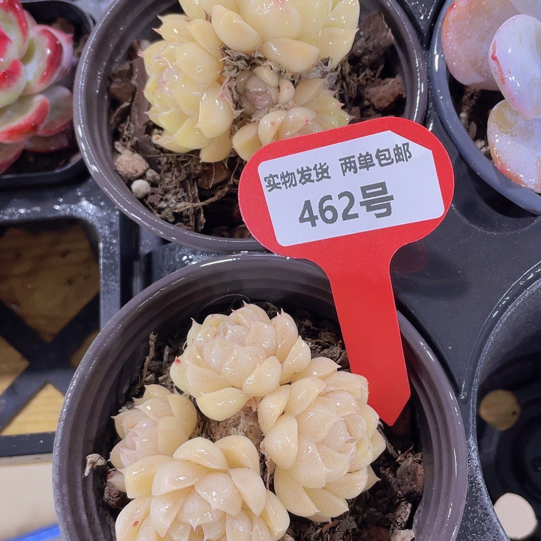 462号 睫毛冰透麦秆群一颗