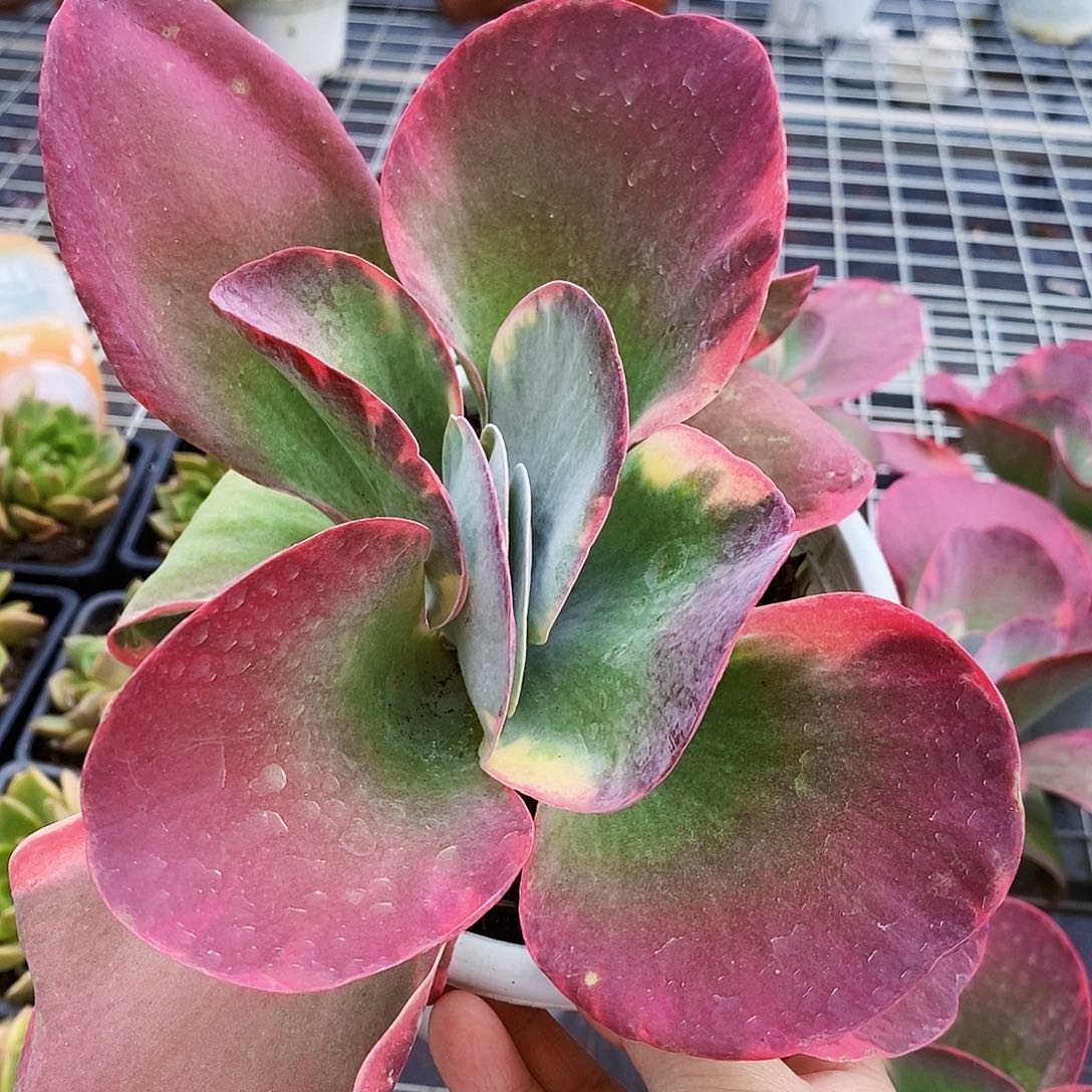 唐印锦大单头精品特价