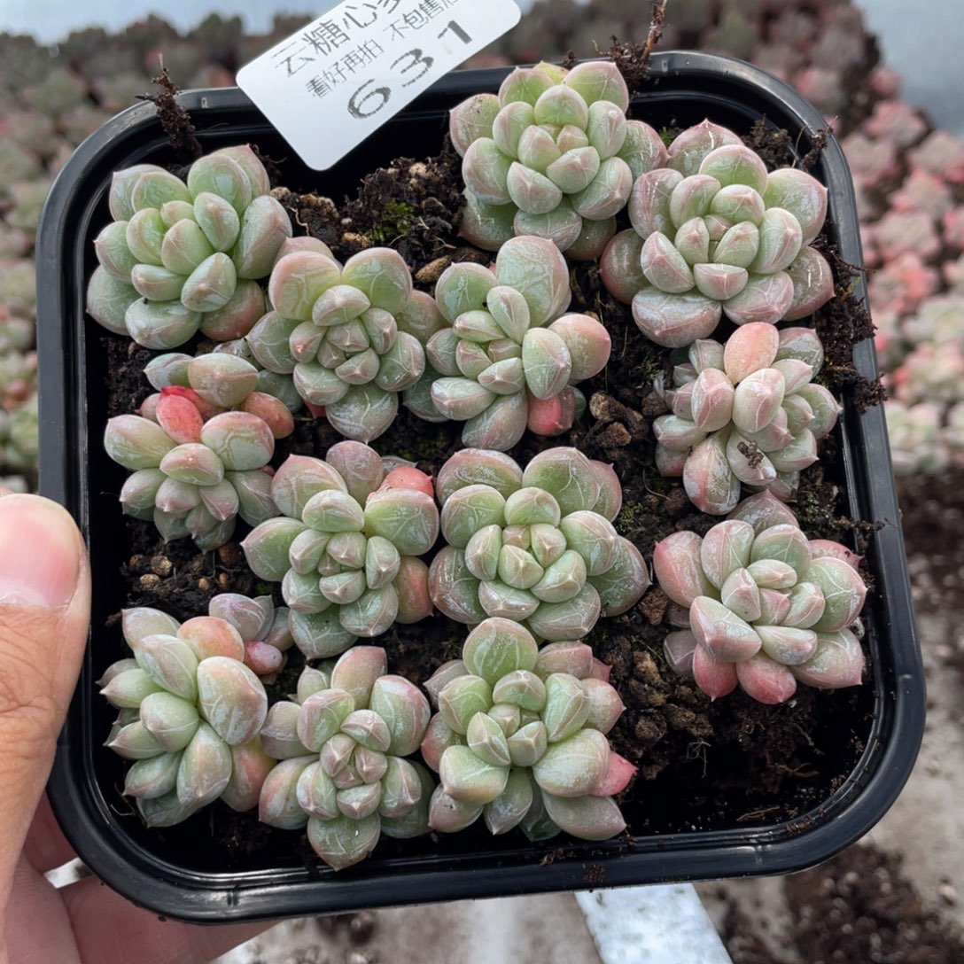 云糖心多肉植物631