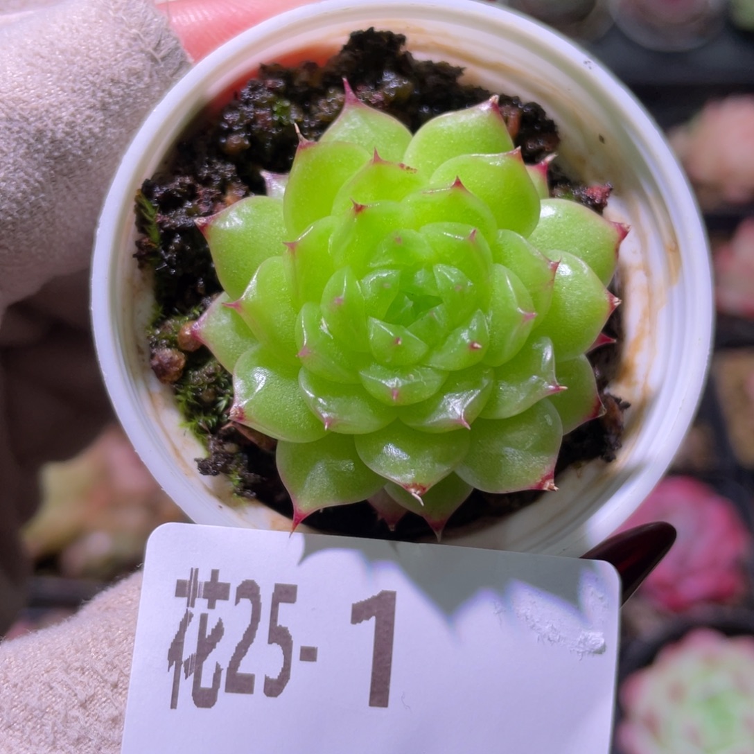 花利美25-1海王单头