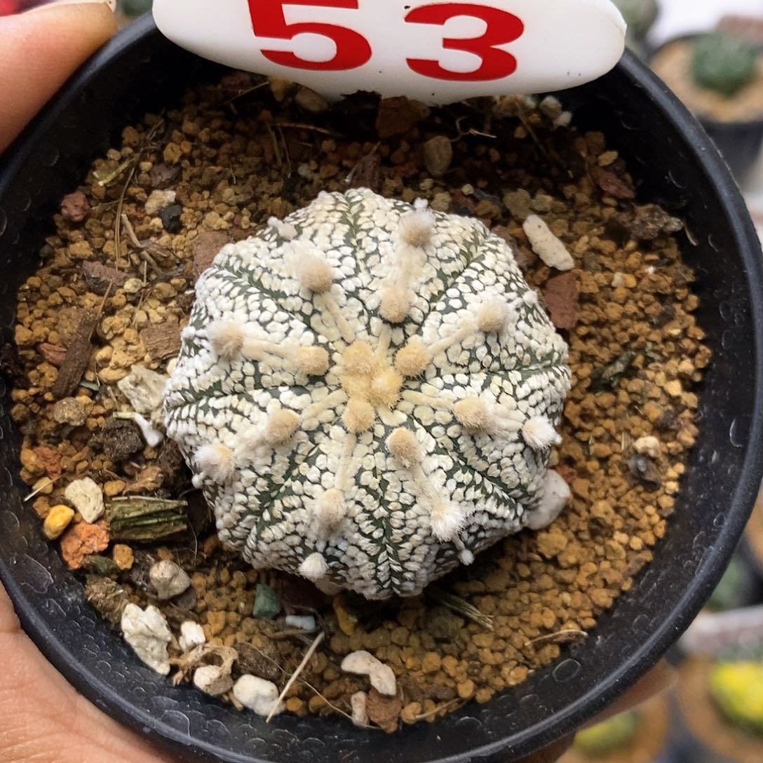 啥***是53福利特价来了啊哈哈不错