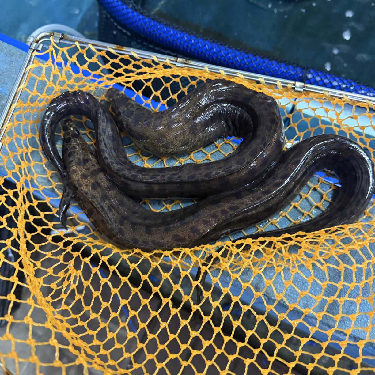 野生海鳗花鳗现称现改