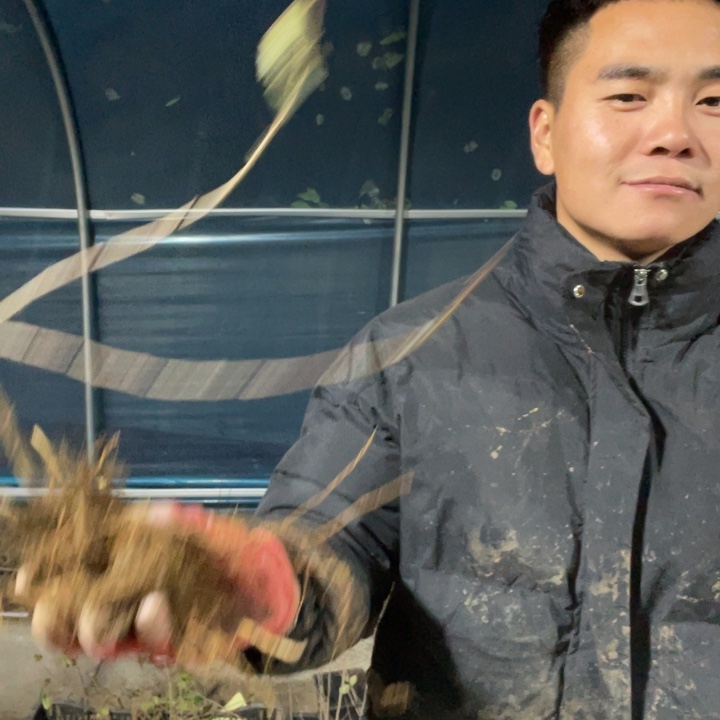 无花朵琴吹海棠花