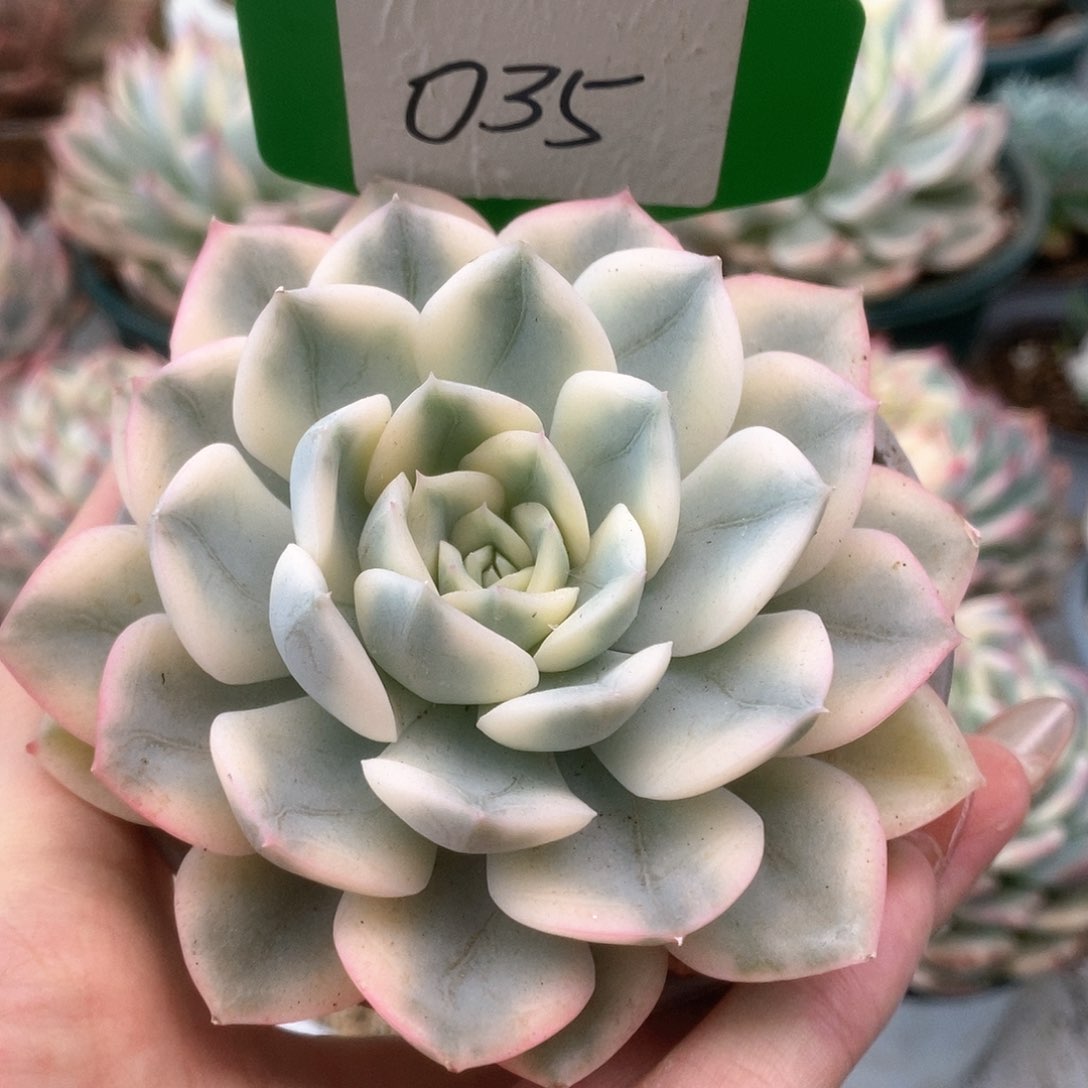 035月亮仙子锦锦锦锦锦锦