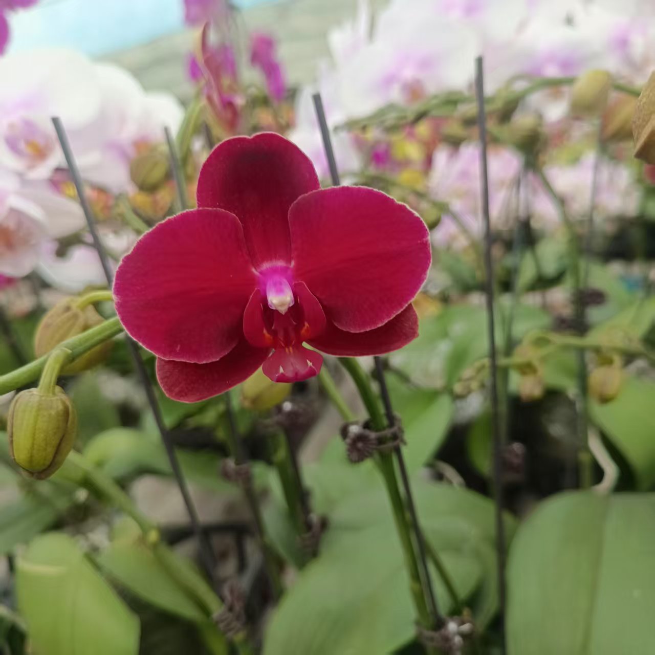 【拉菲】单剑 馨艺蝴蝶兰（叶片开裂为正常）带花带花苞或大花苞发货