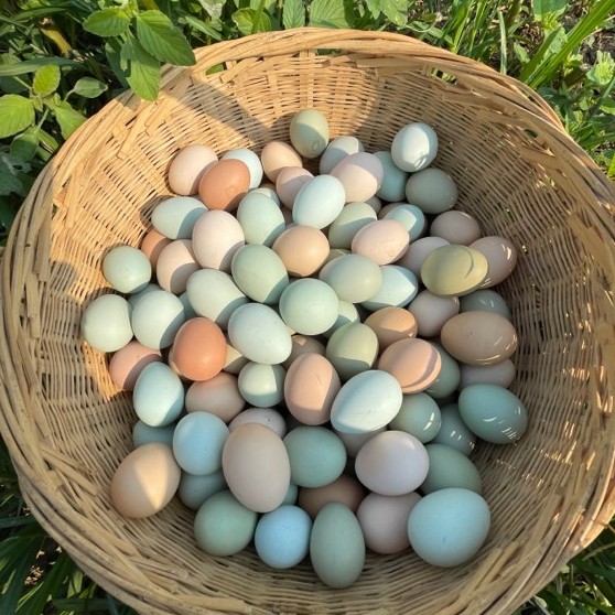 散养土鸡蛋农家散养【混装】50枚正宗新鲜