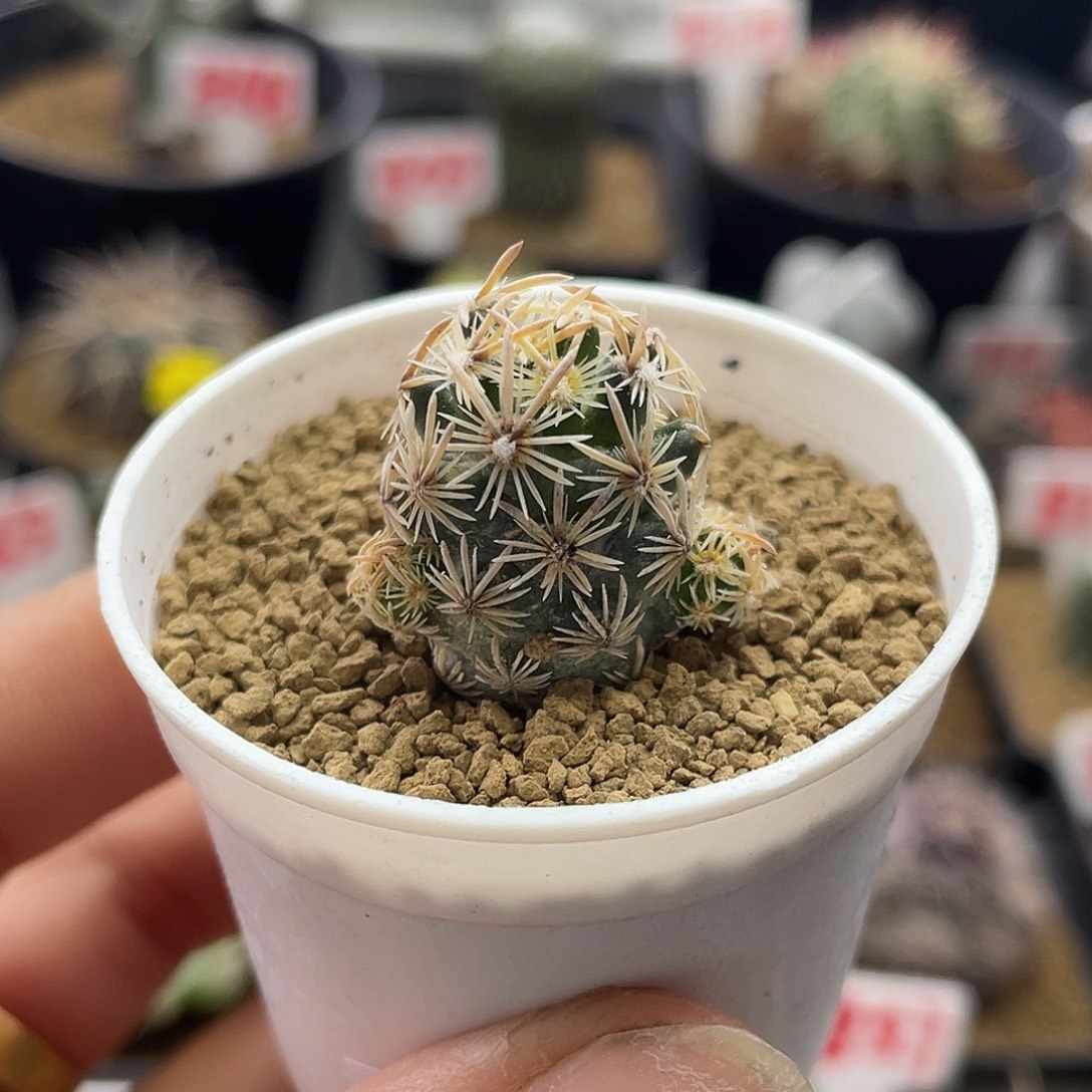 实生群生紫王子开花母本株