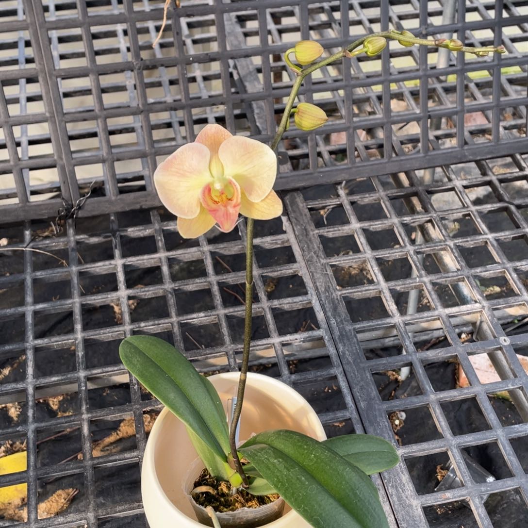 完全开放绿色草原