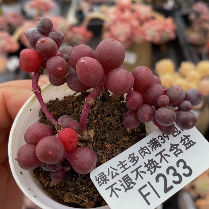 紫泡泡233多肉植物