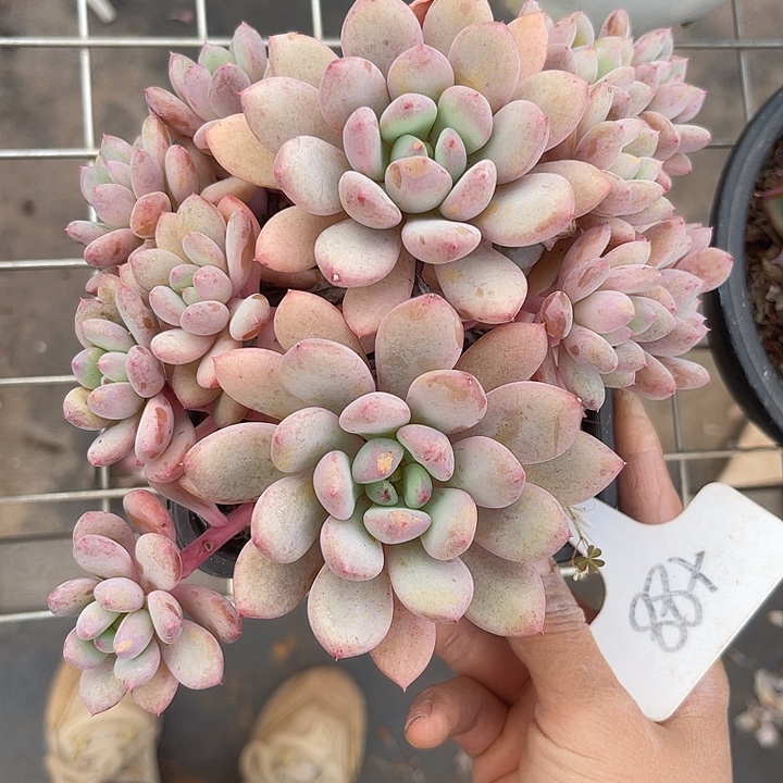 两单包邮，一物一拍88糖豆