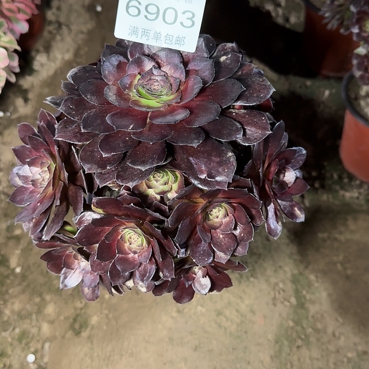 6993黑美人多肉植物