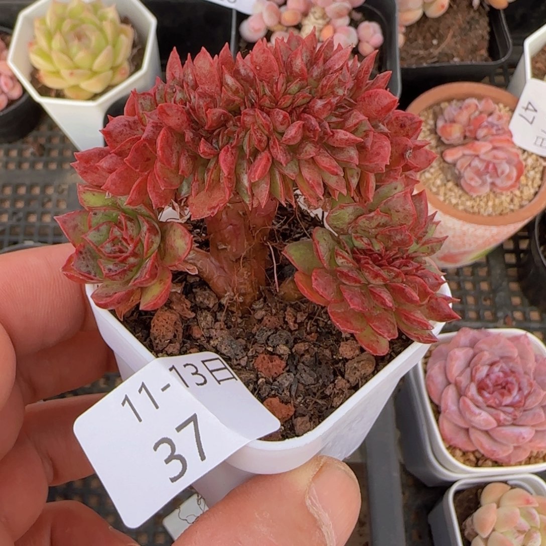 瘤西玛缀化一颗脱土