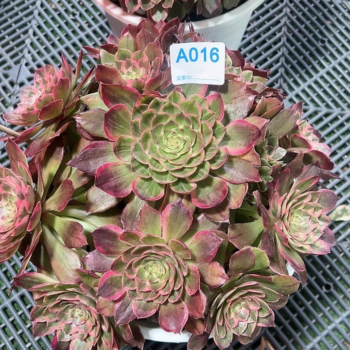 016莲花座拉丝多肉植物