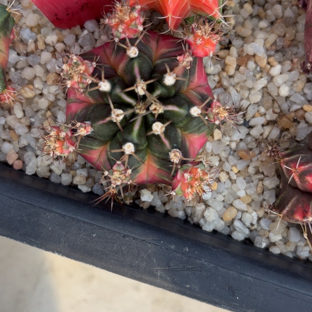 8-1224泰国发货多肉