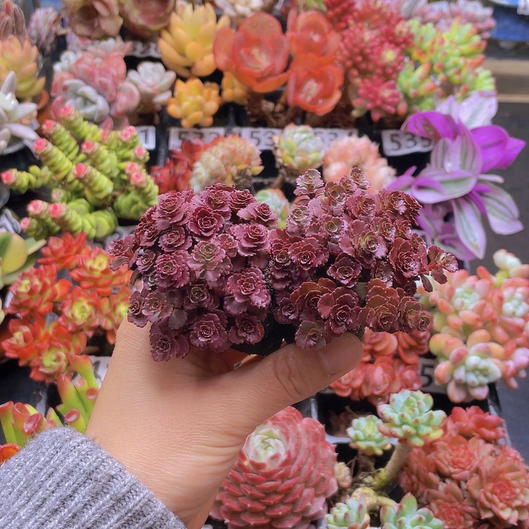 嘉***爽花钱花钱花钱花钱花钱