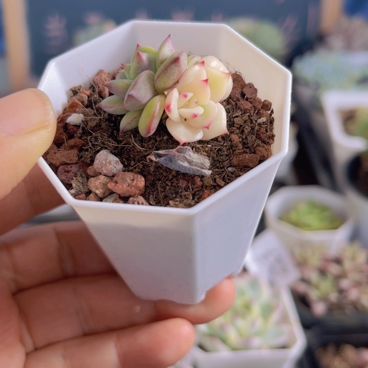 三文鱼锦多肉植物442