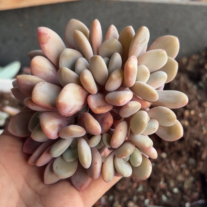 多肉植物粉兔群生多头