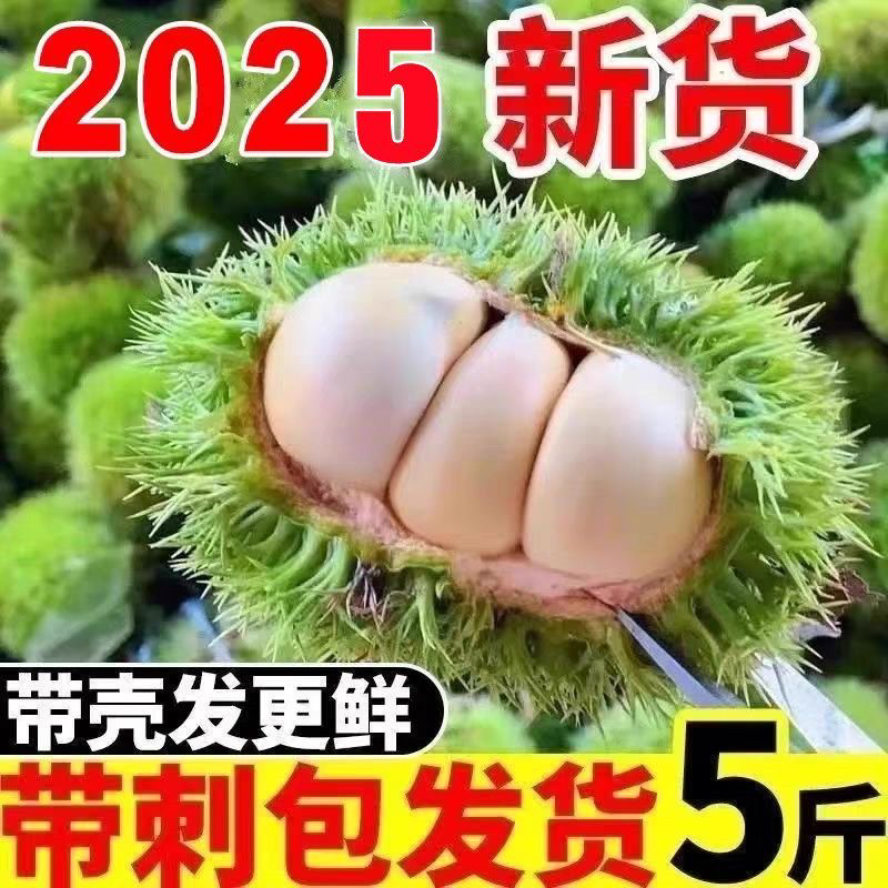 云南当季2025新货新鲜白壳生嫩板栗生吃脆甜可口（现摘现发）5斤装