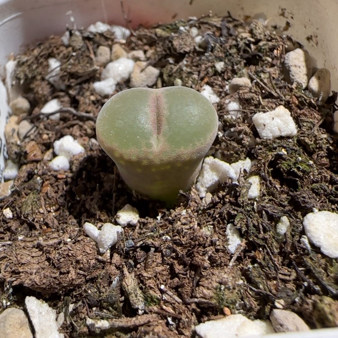 肉锥多肉植物组合-安格1420