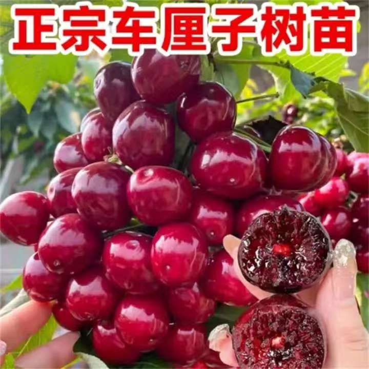 车厘子大樱桃树苗耐寒耐旱适应南北方盆栽地栽矮桩大果自花授粉