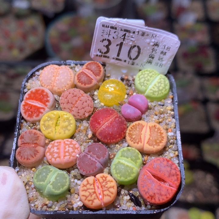 精品生石花34.310