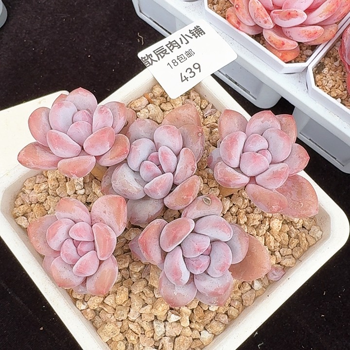 多肉植物香水老桩439