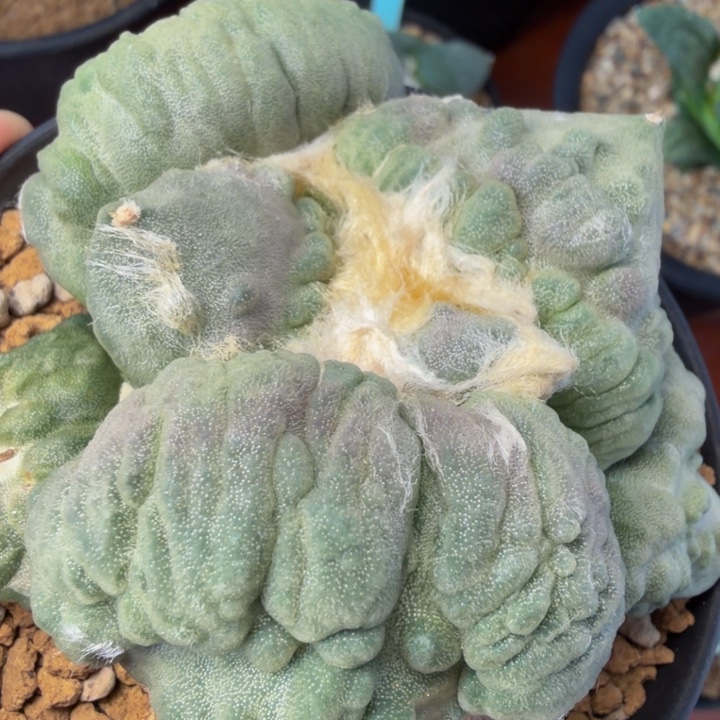 巨大紫色绵羊怒涛