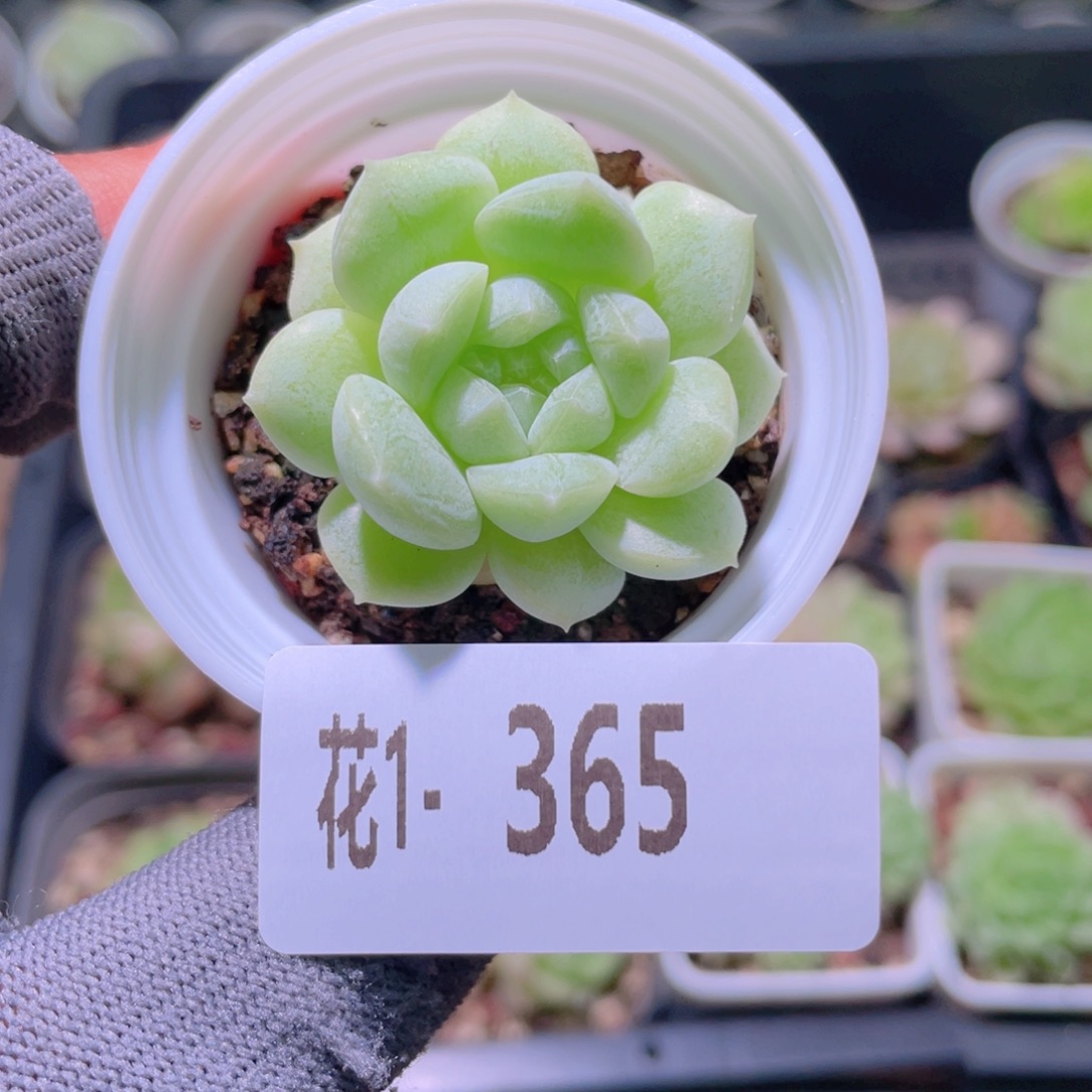 花利美1-365新品 