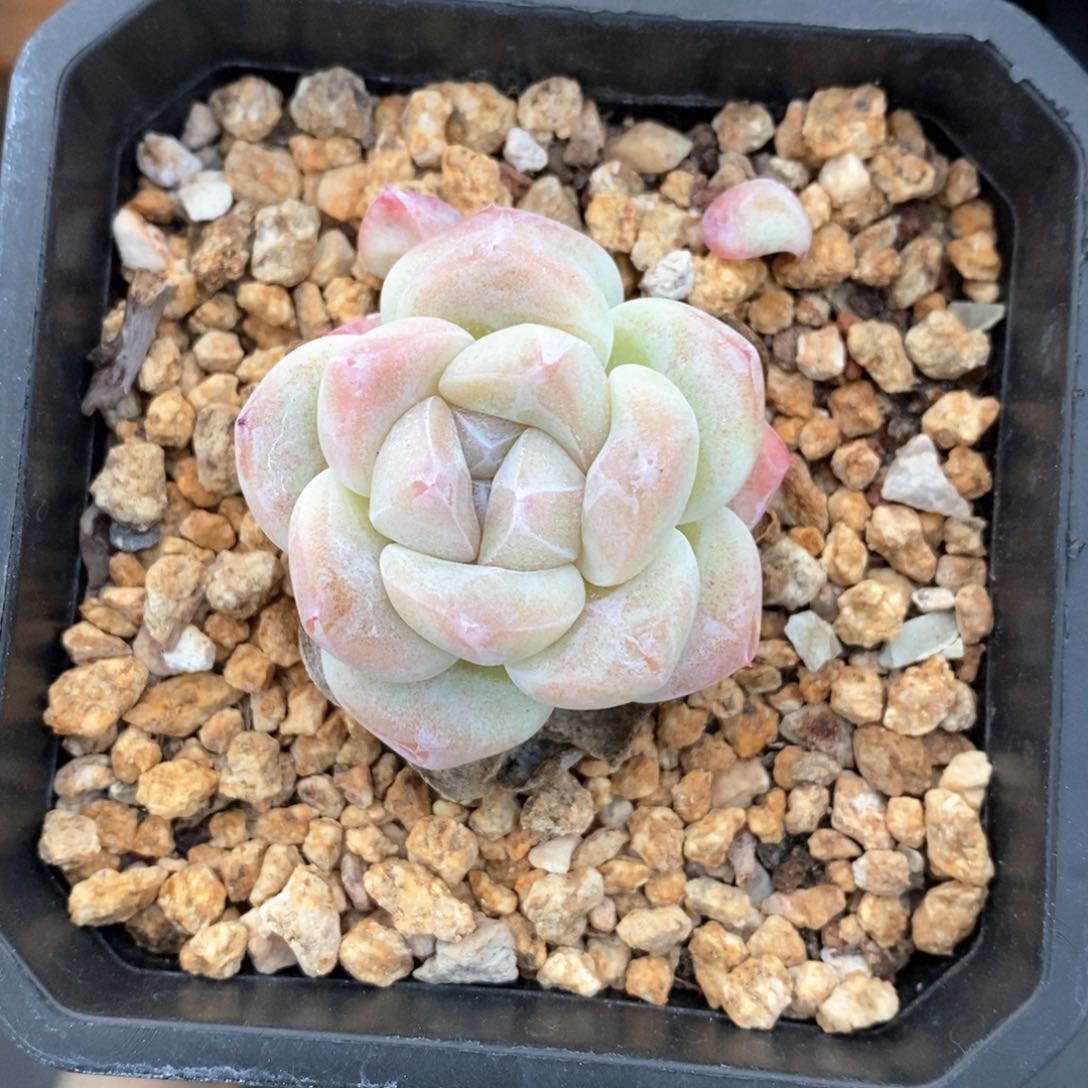 精品多肉一物一拍不包整805