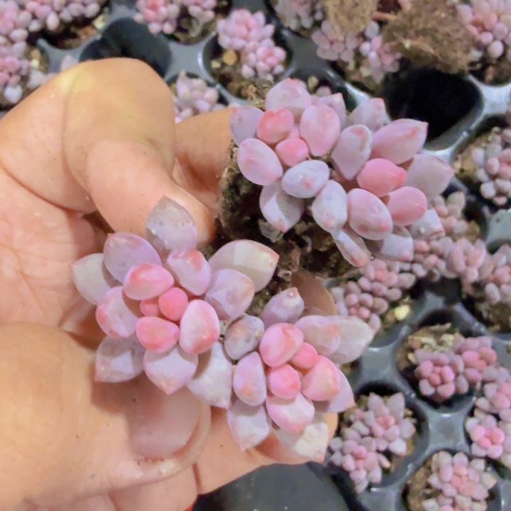 蓝舌香水五颗一组