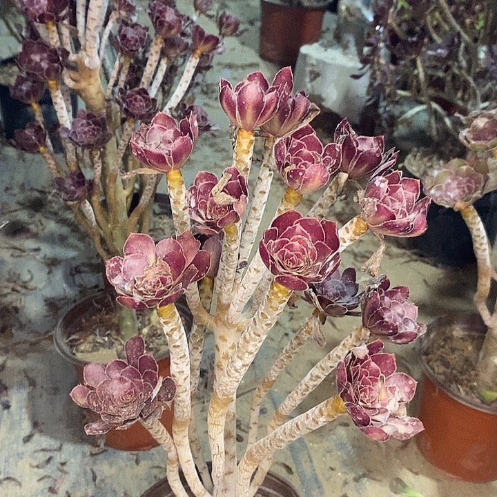 黑法多肉植物018 