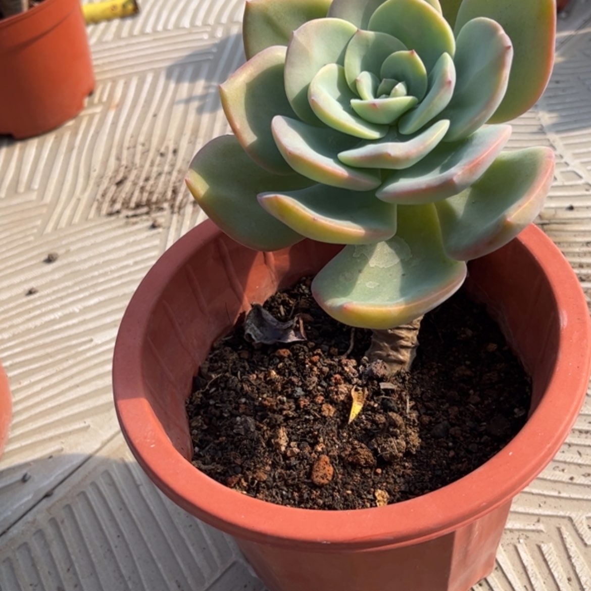 【闪购商品】无花朵花***宿