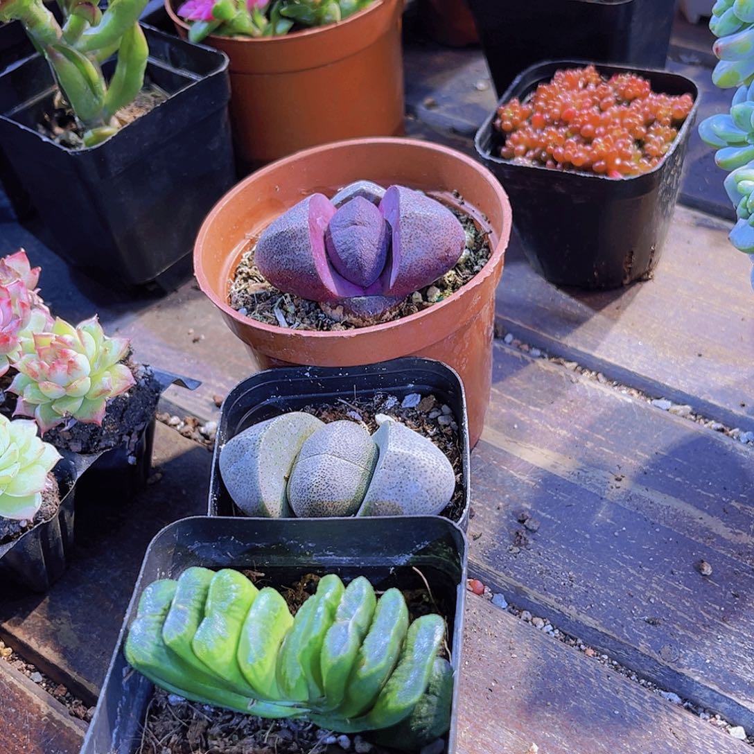 紫元宝。绿元宝。玉扇