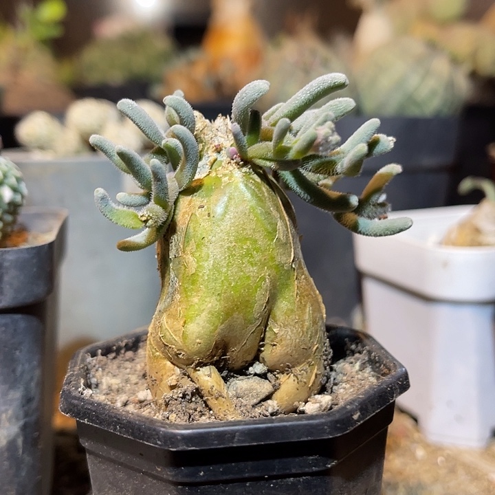 满38包邮2天凑单，脱土晾根发货多肉植物淡清霜