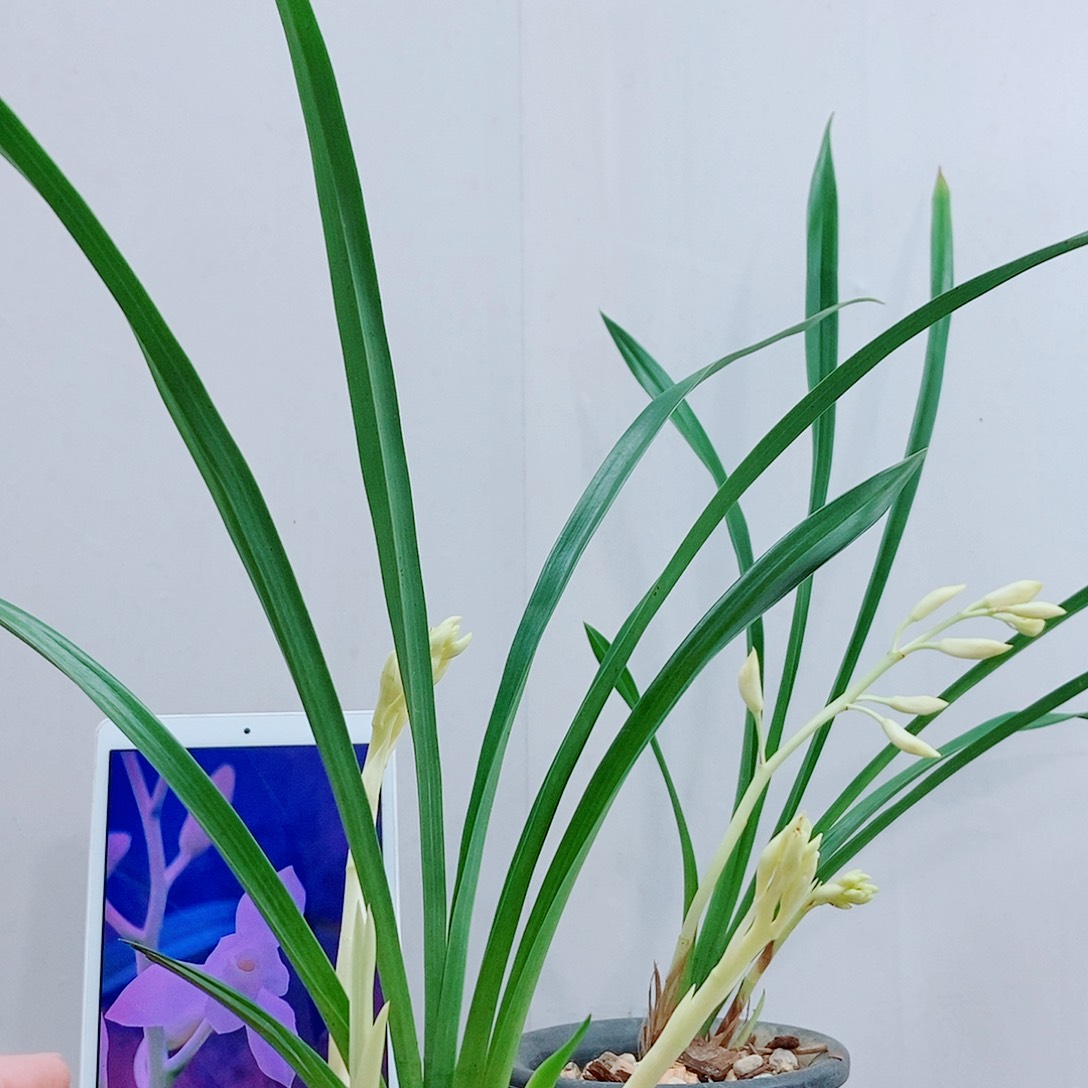 当前无花栽培后可以开花