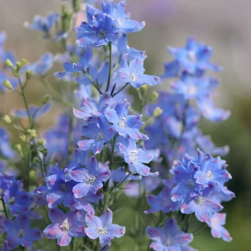 小花飞燕草盆栽 春季开花花园阳台喜阳花卉 耐寒多年生植物可切花