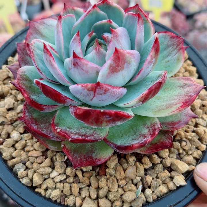 精品多肉植物老桩