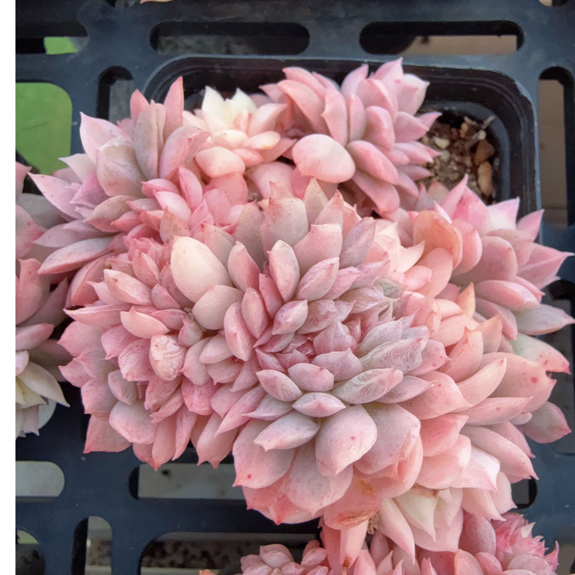 70#朵朵火焰杯锦（6-8cm）脱土