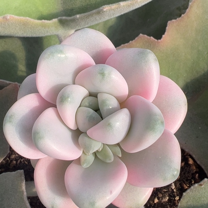 花瓣露锦一物一拍锦龙