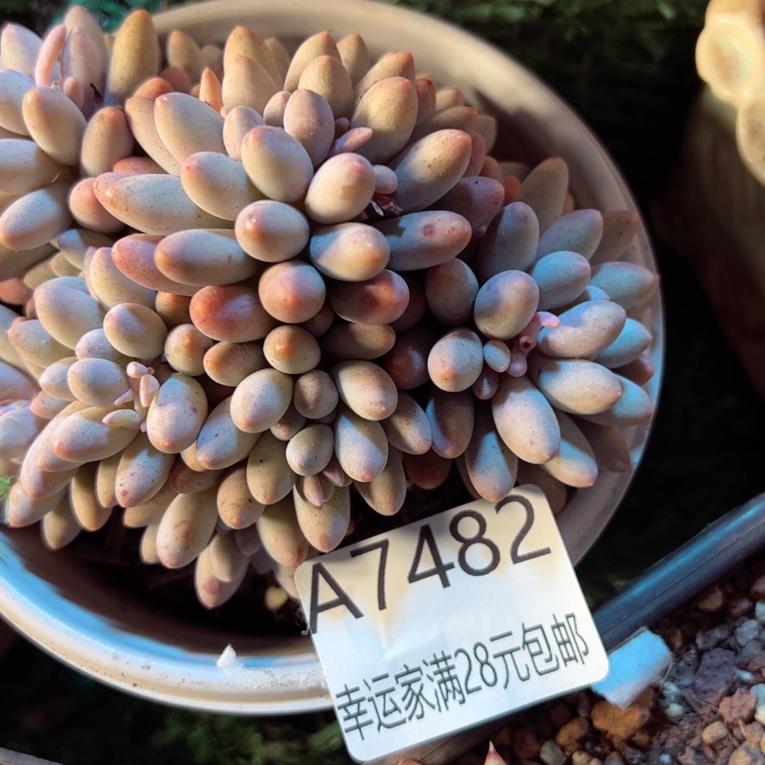 幸运的是我的朋友是