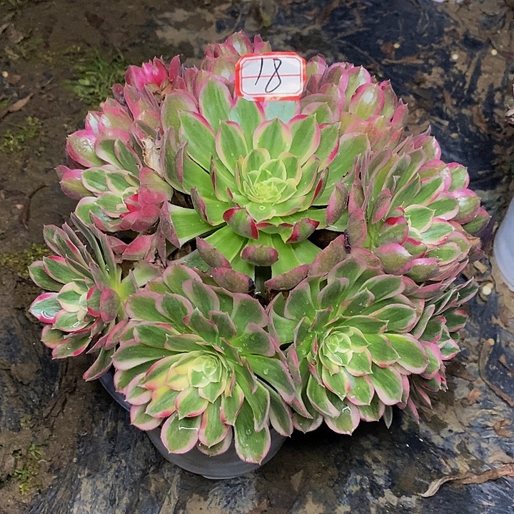 孔雀翎老桩捧花18号