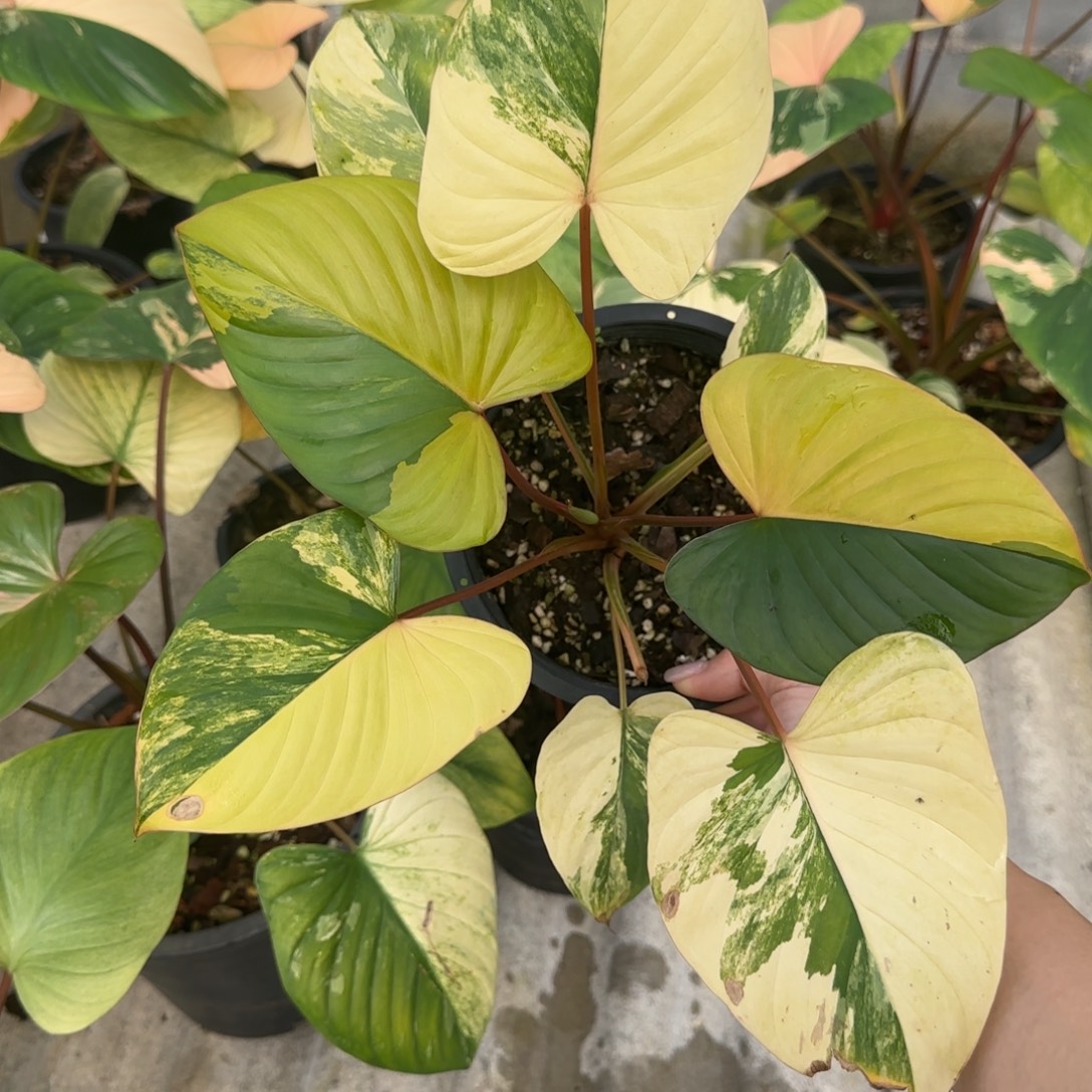 R2-1225黄锦千年健