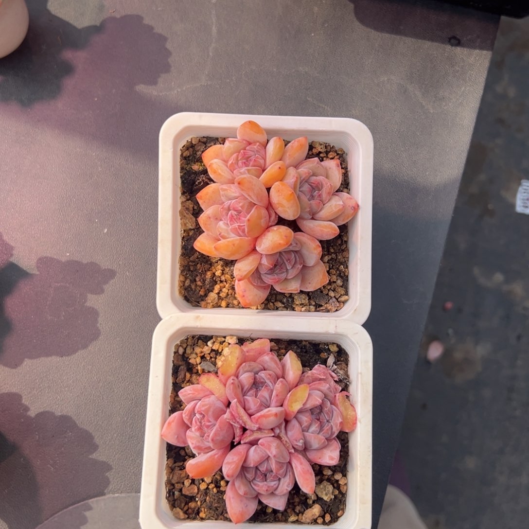 俩个四头星影000000000