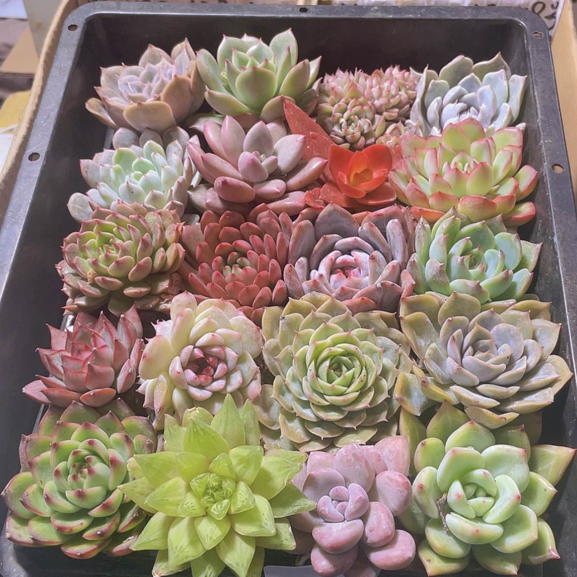 【闪购商品】20颗-6